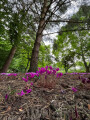 Crocuses, Mount Grace Priory, North Yorkshire